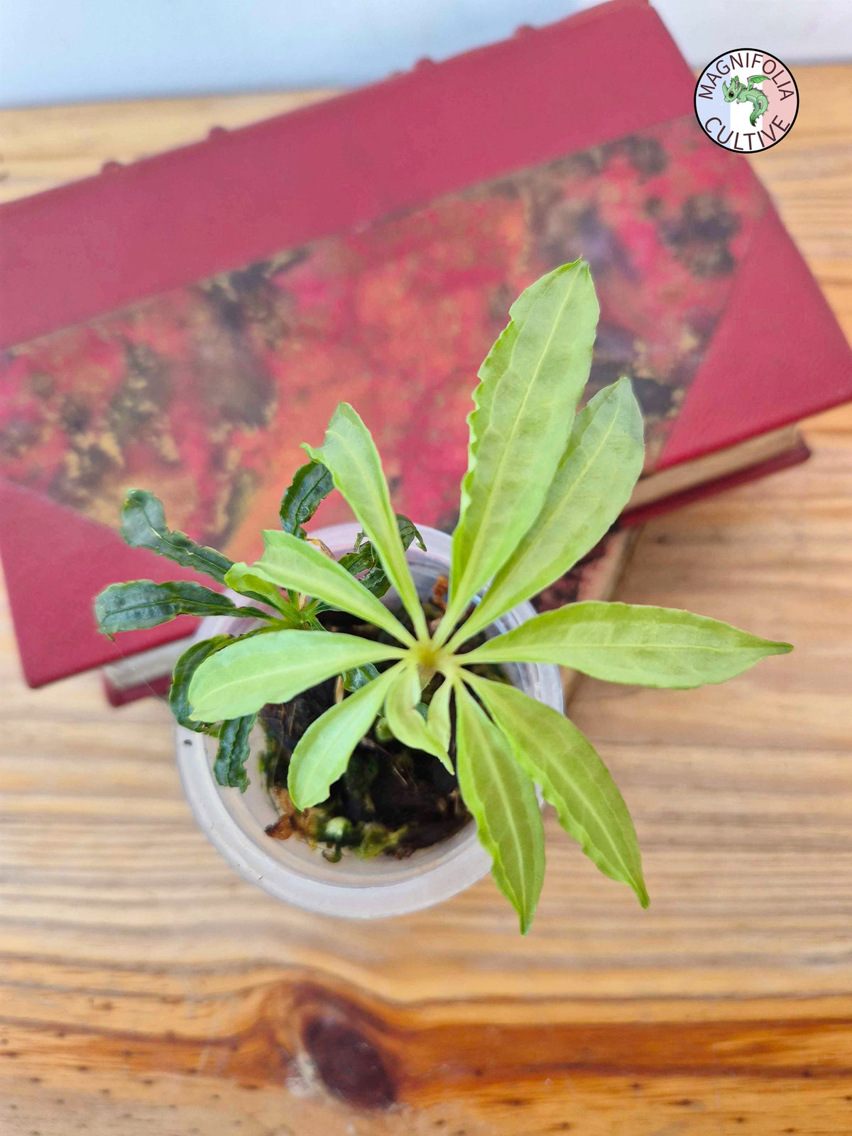 Anthurium polyschistum