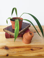 Anthurium vittariifolium 'Variegata'