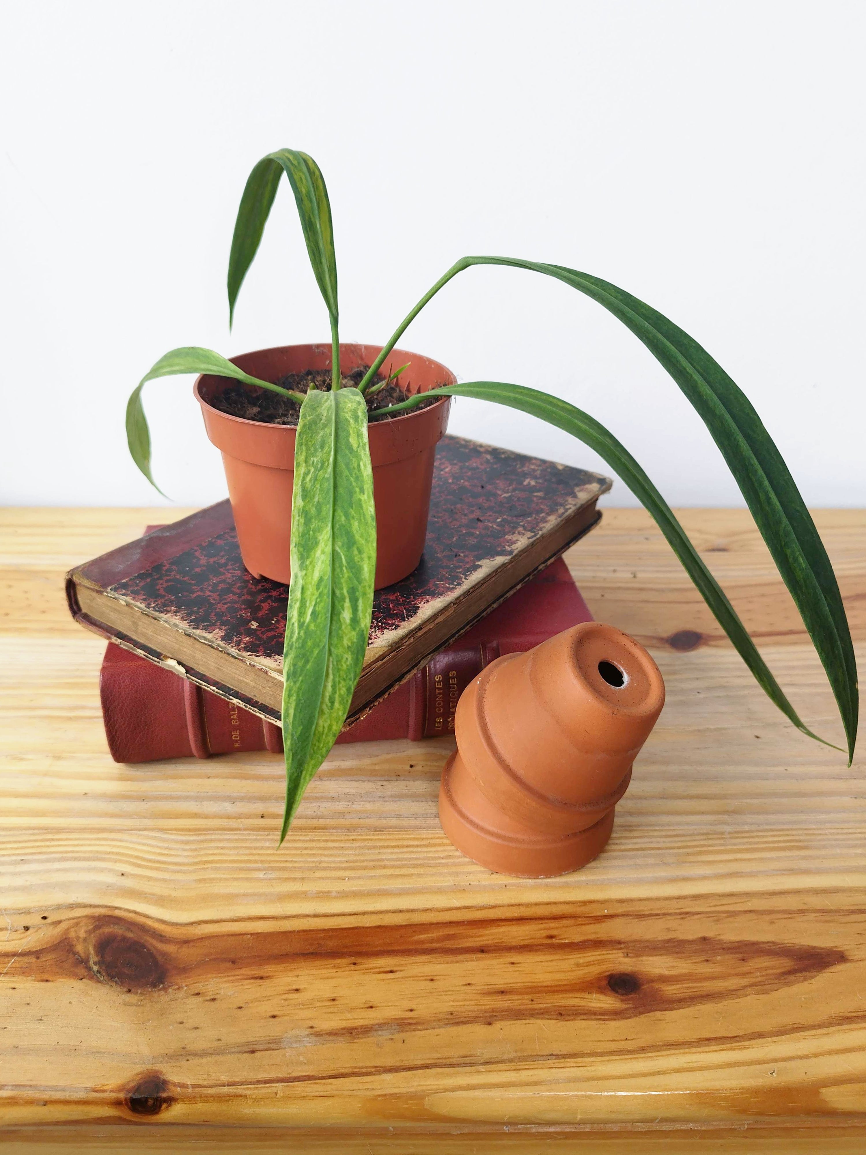 Anthurium vittariifolium 'Variegata'