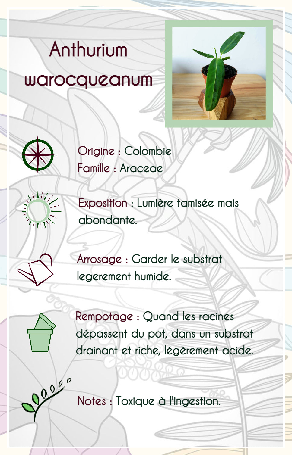 Anthurium warocqueanum