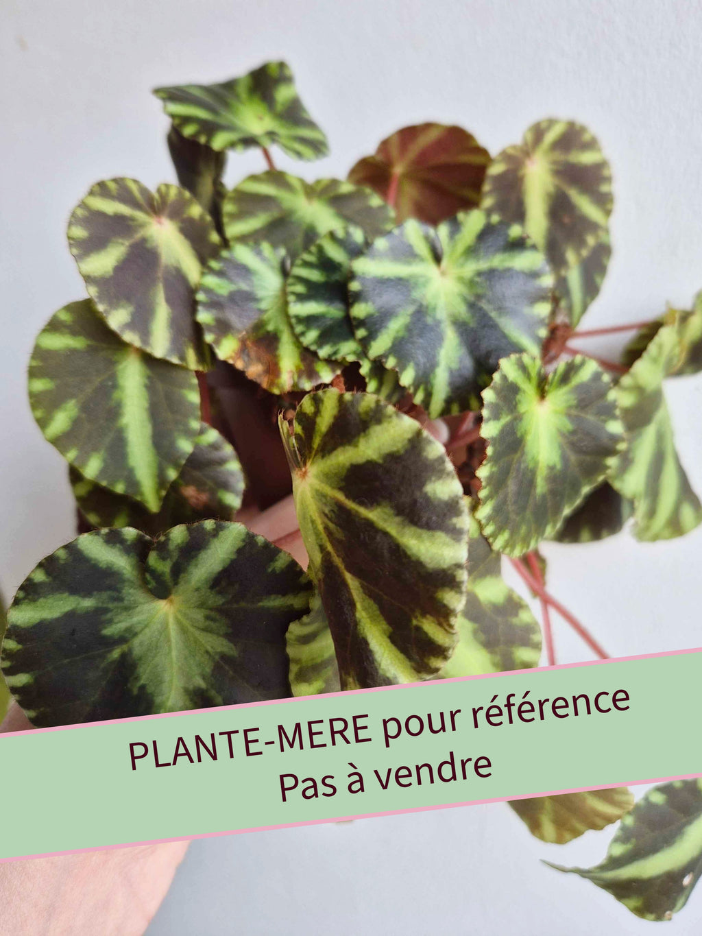 Begonia cleopatrae