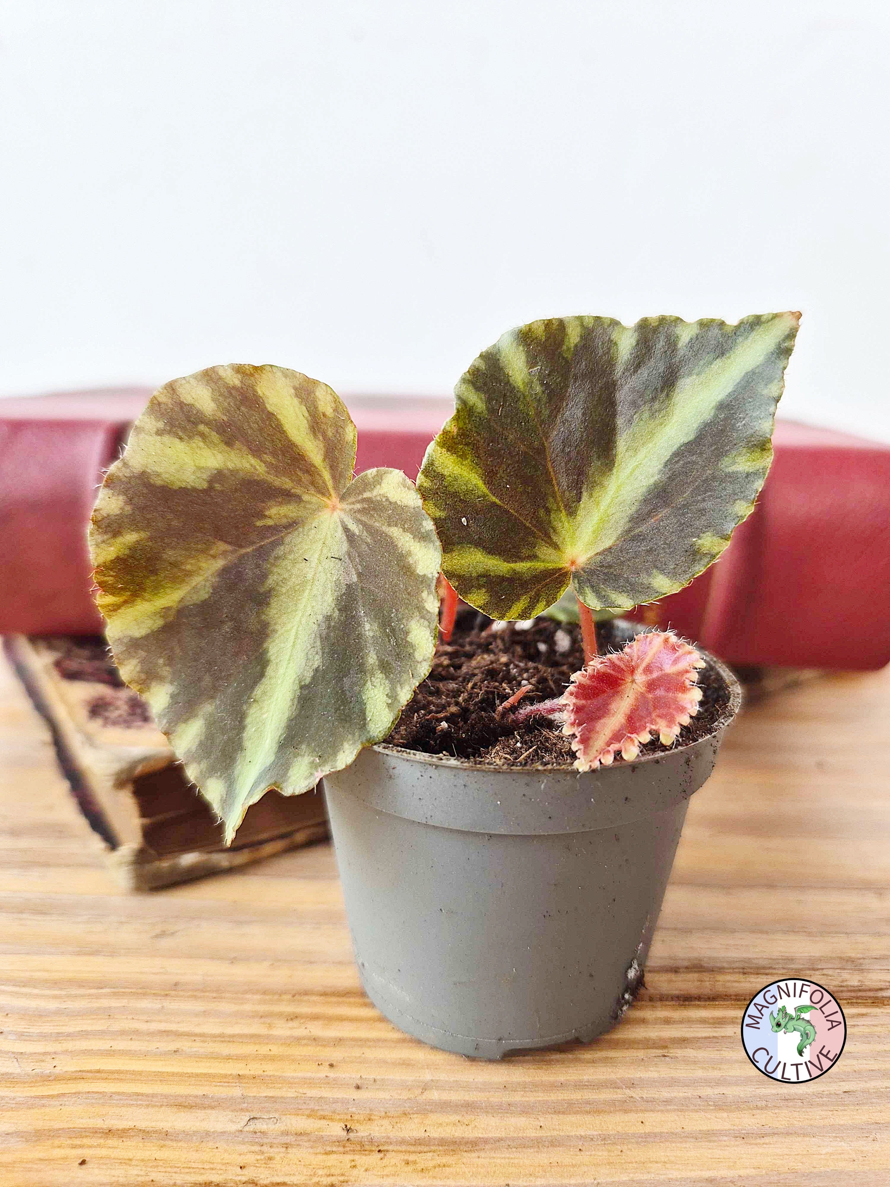 Begonia cleopatrae