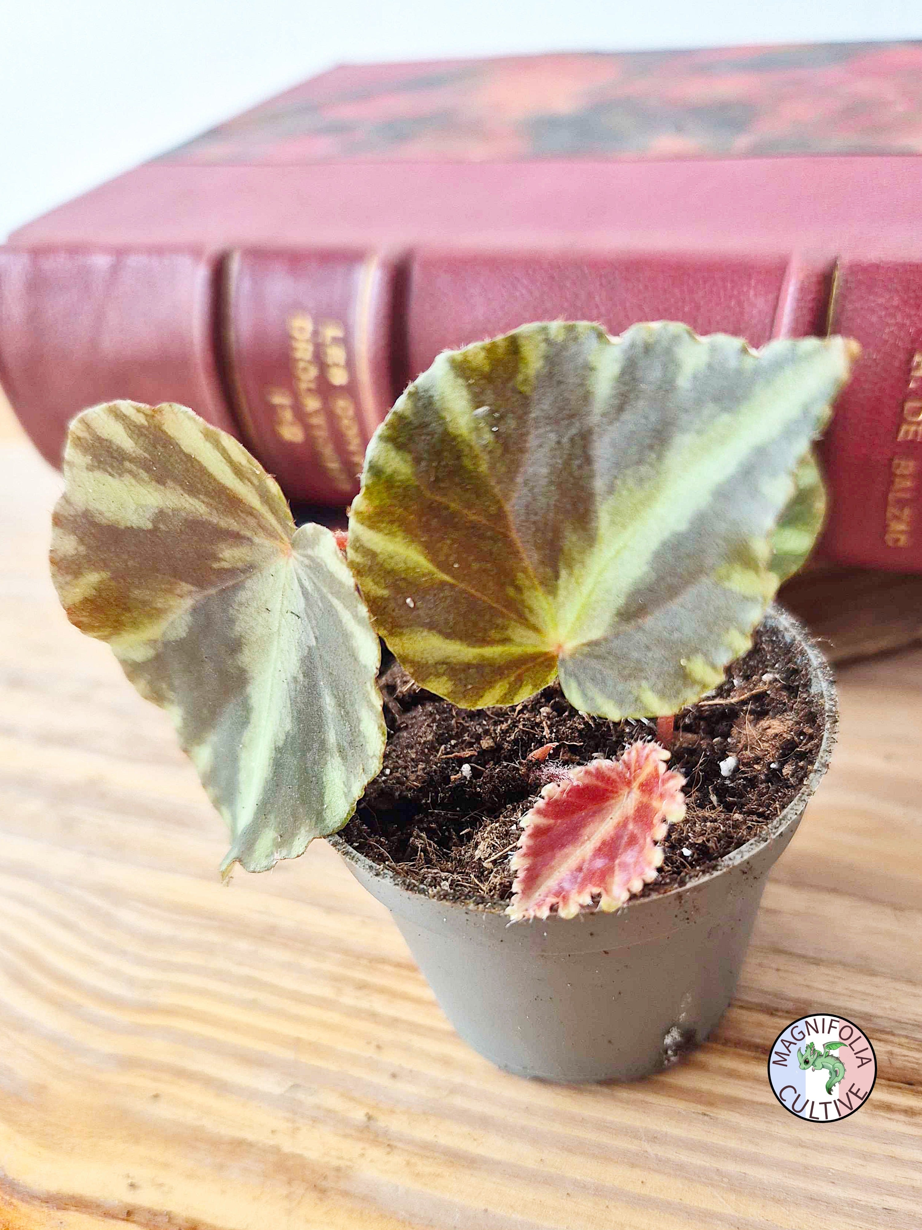 Begonia cleopatrae