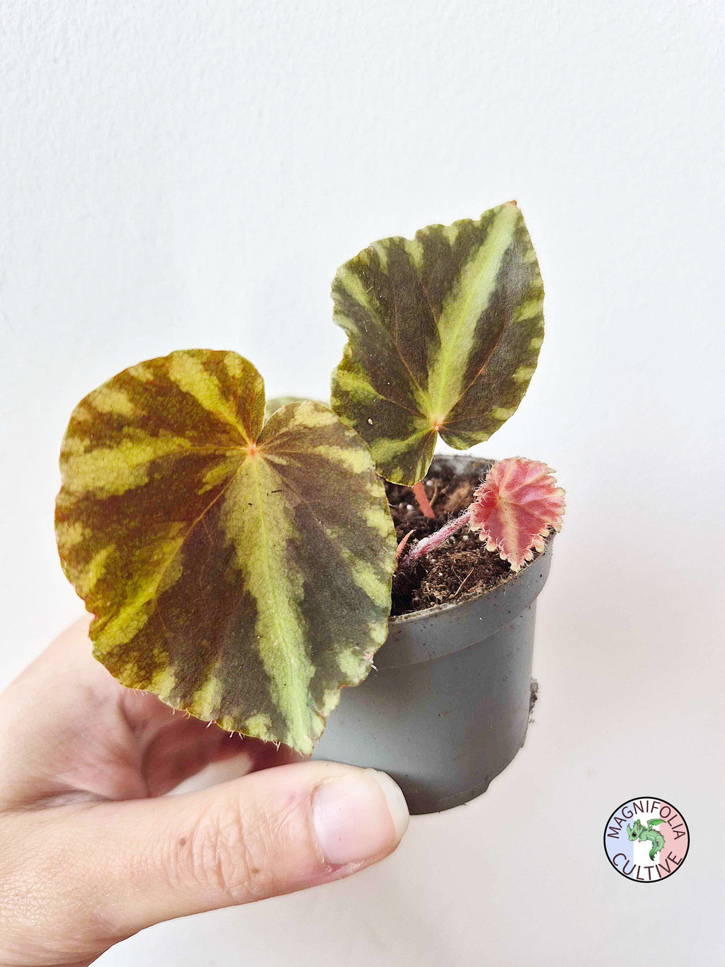 Begonia cleopatrae