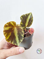 Begonia cleopatrae