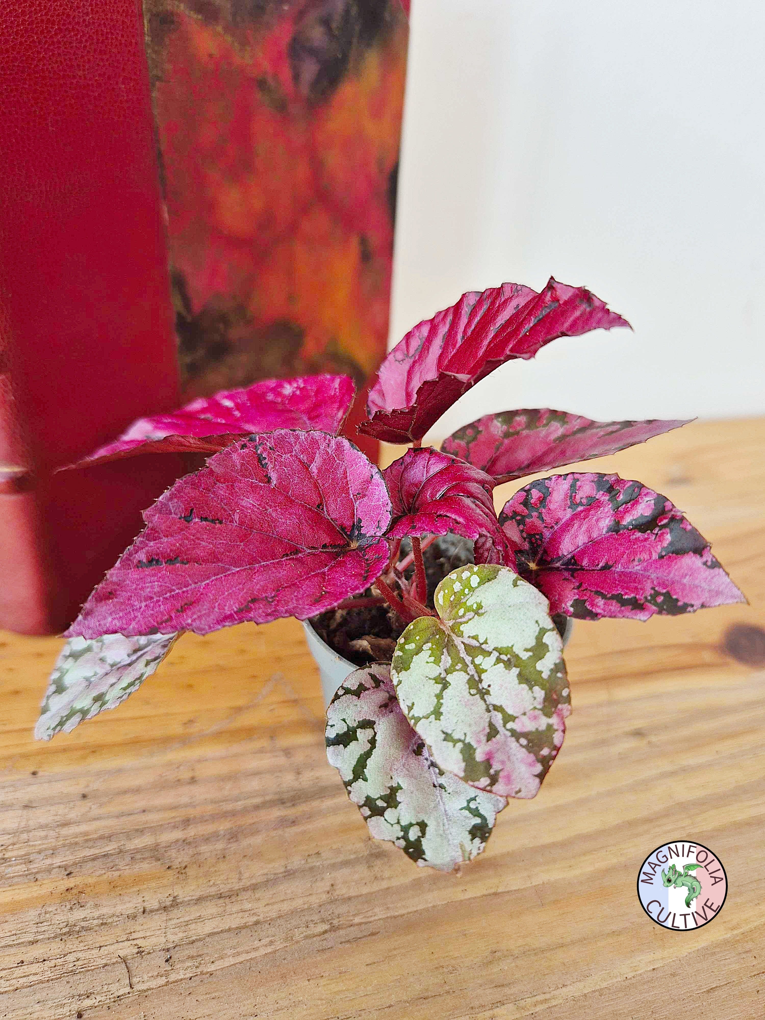 Begonia rex 'Maui Sunset'