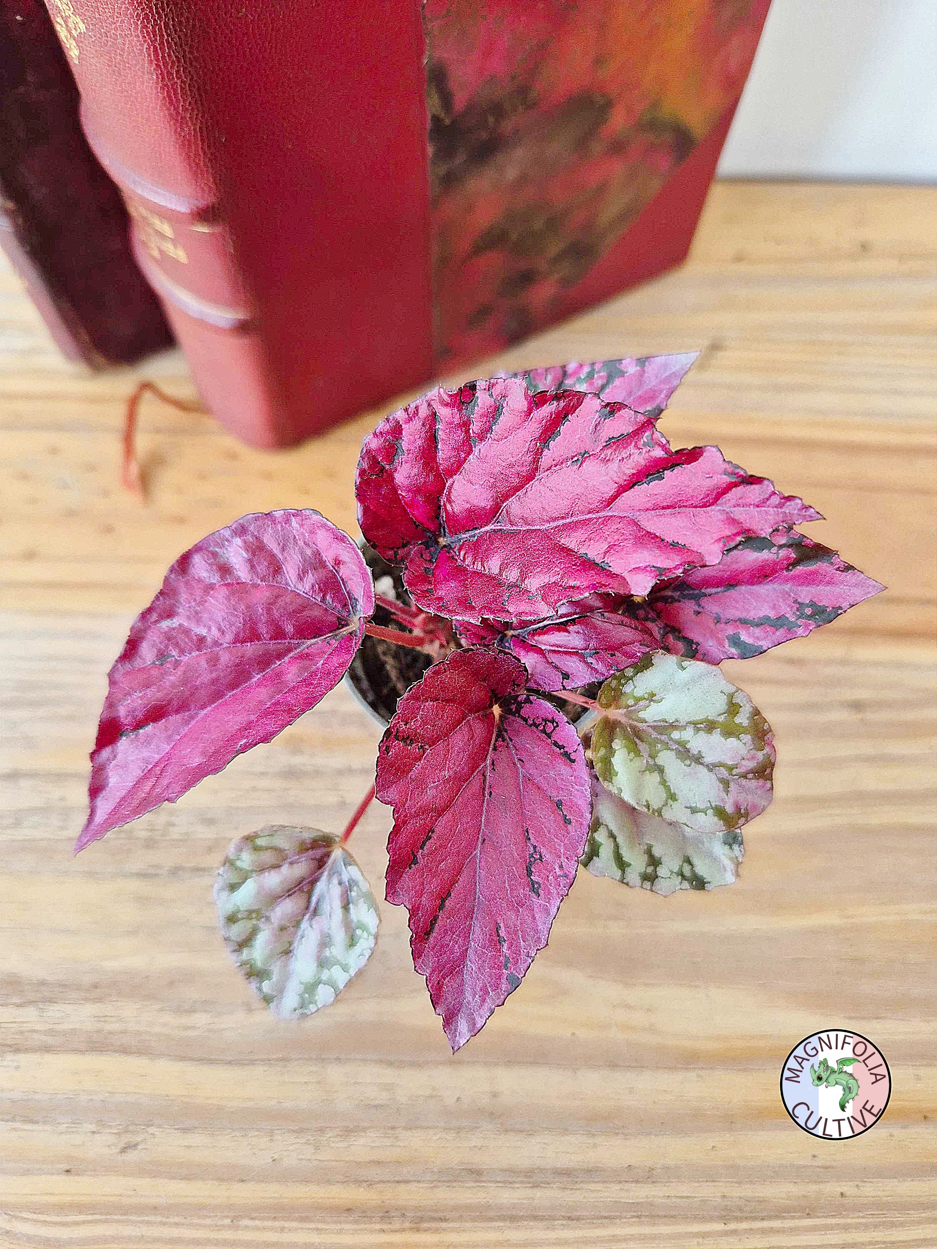 Begonia rex 'Maui Sunset'