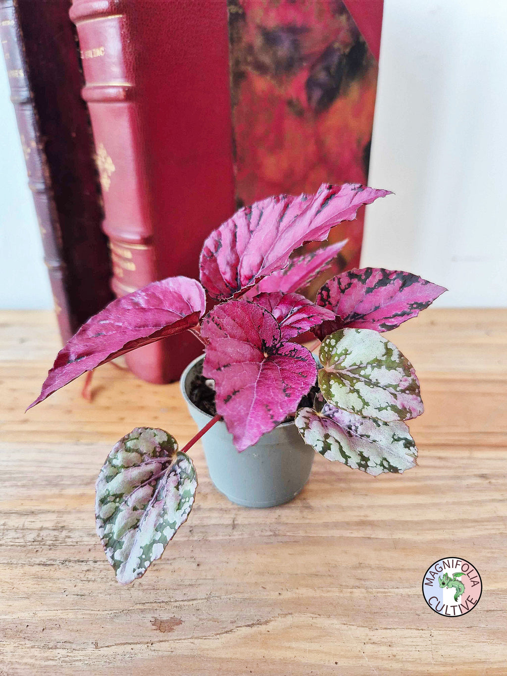 Begonia rex 'Maui Sunset'