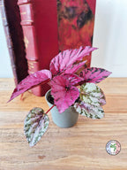 Begonia rex 'Maui Sunset'
