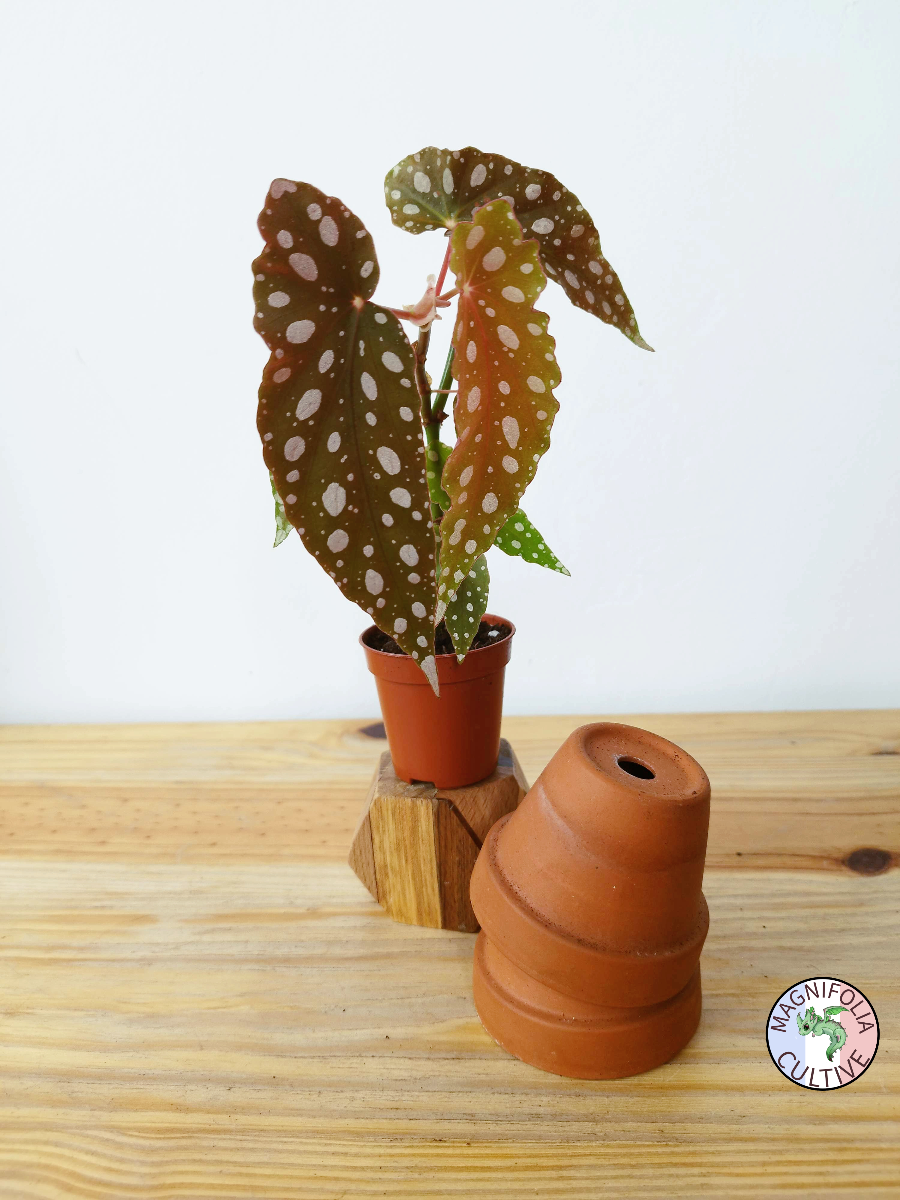 Begonia maculata