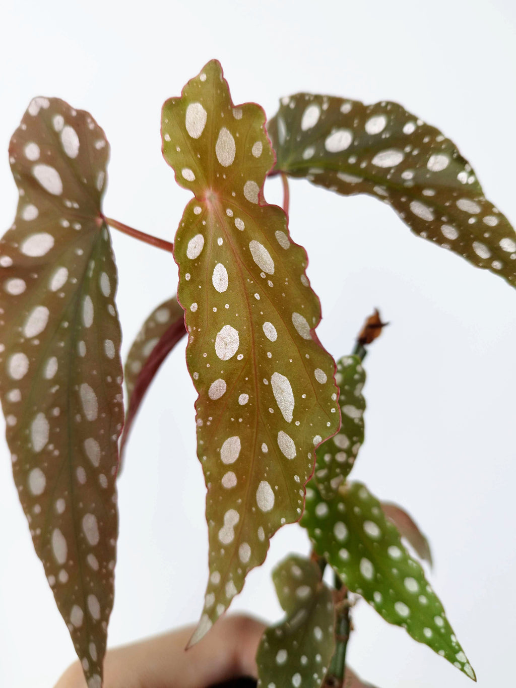 Begonia maculata