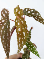 Begonia maculata