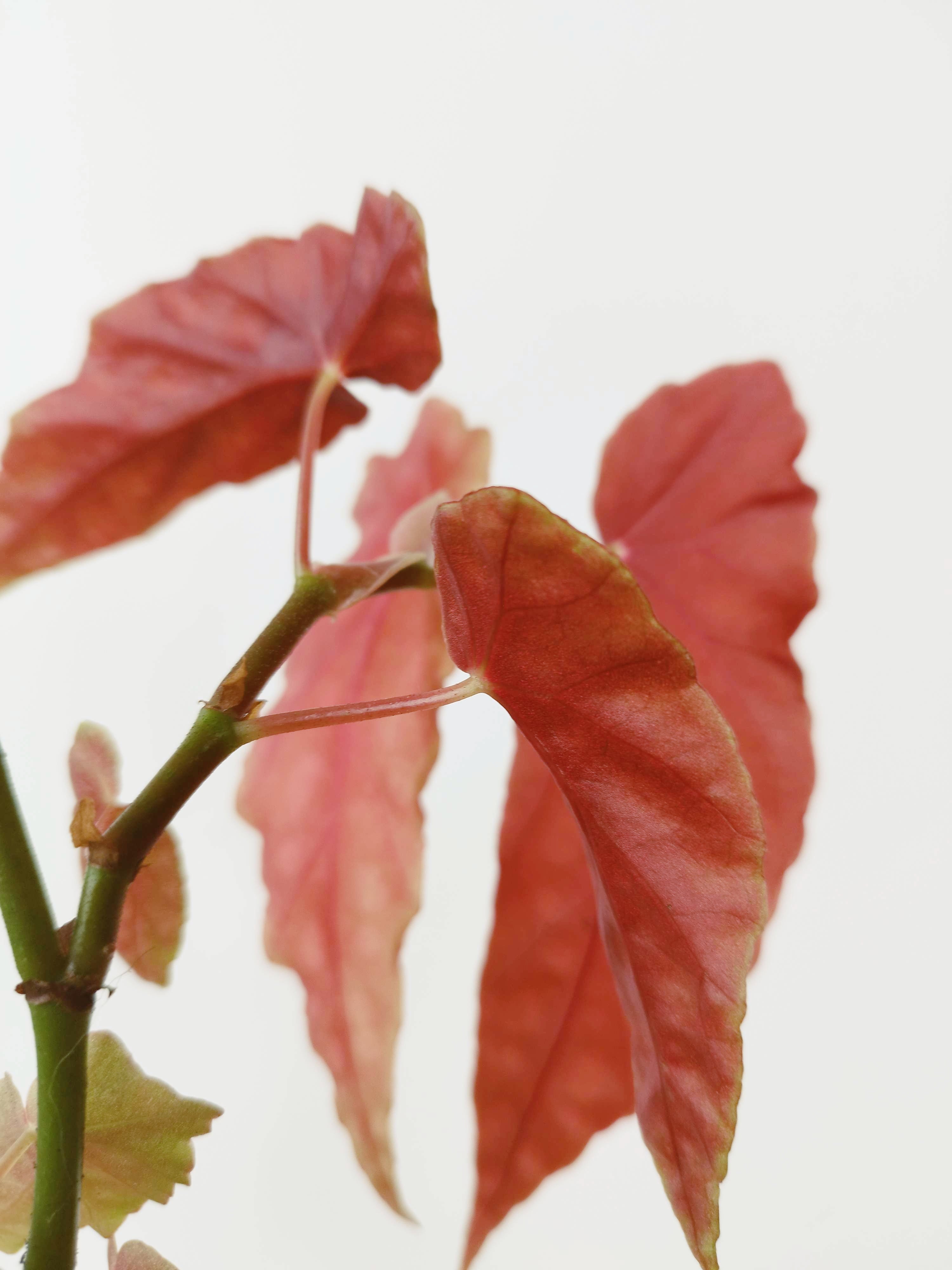 Begonia maculata