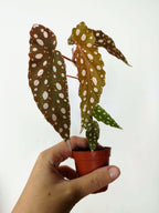 Begonia maculata