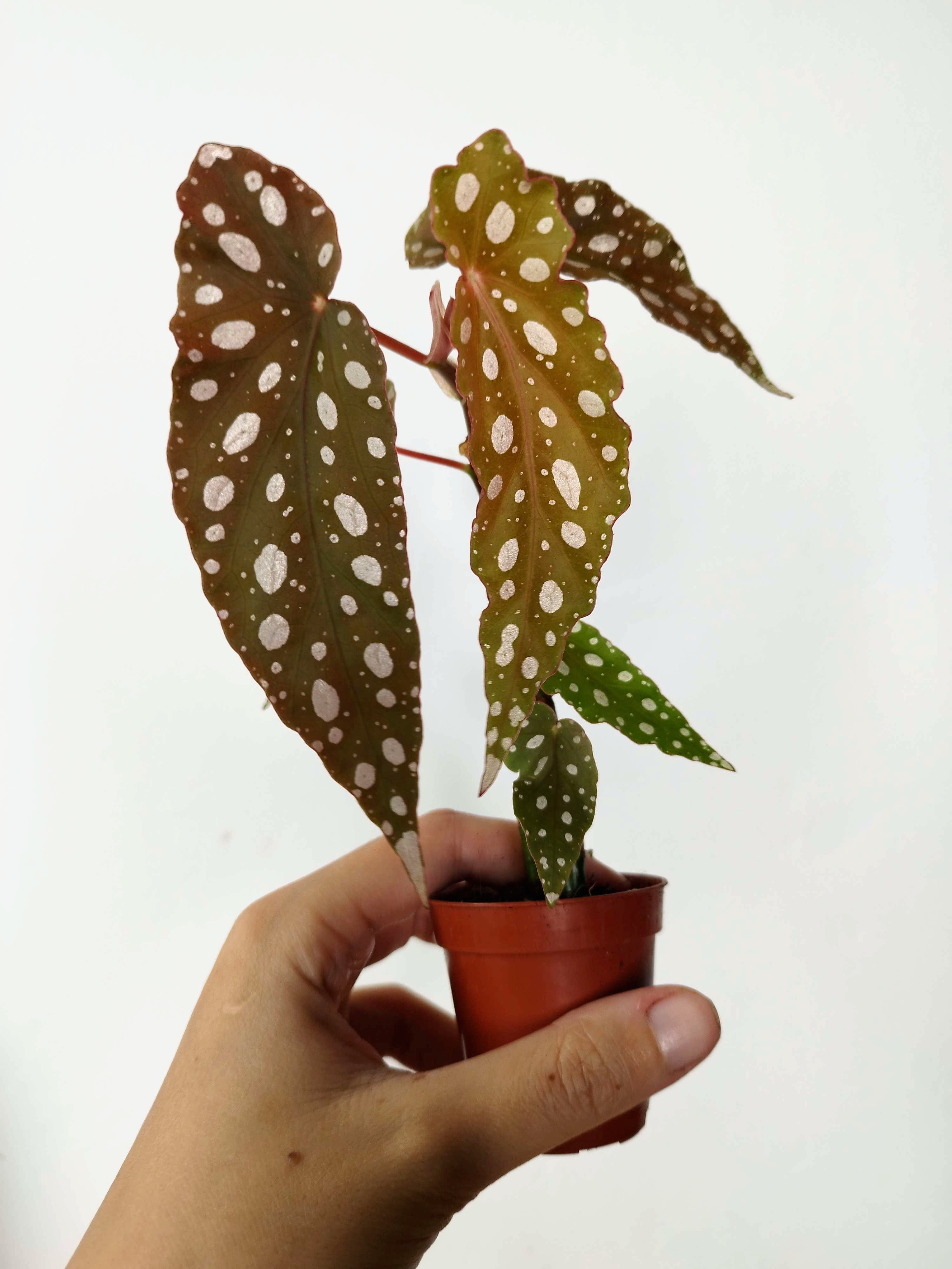 Begonia maculata