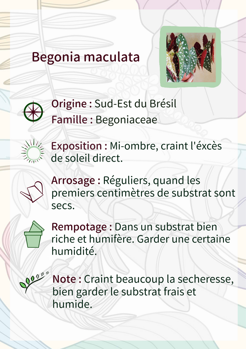Begonia maculata -GRANDE TAILLE-