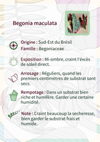 Begonia maculata -GRANDE TAILLE-
