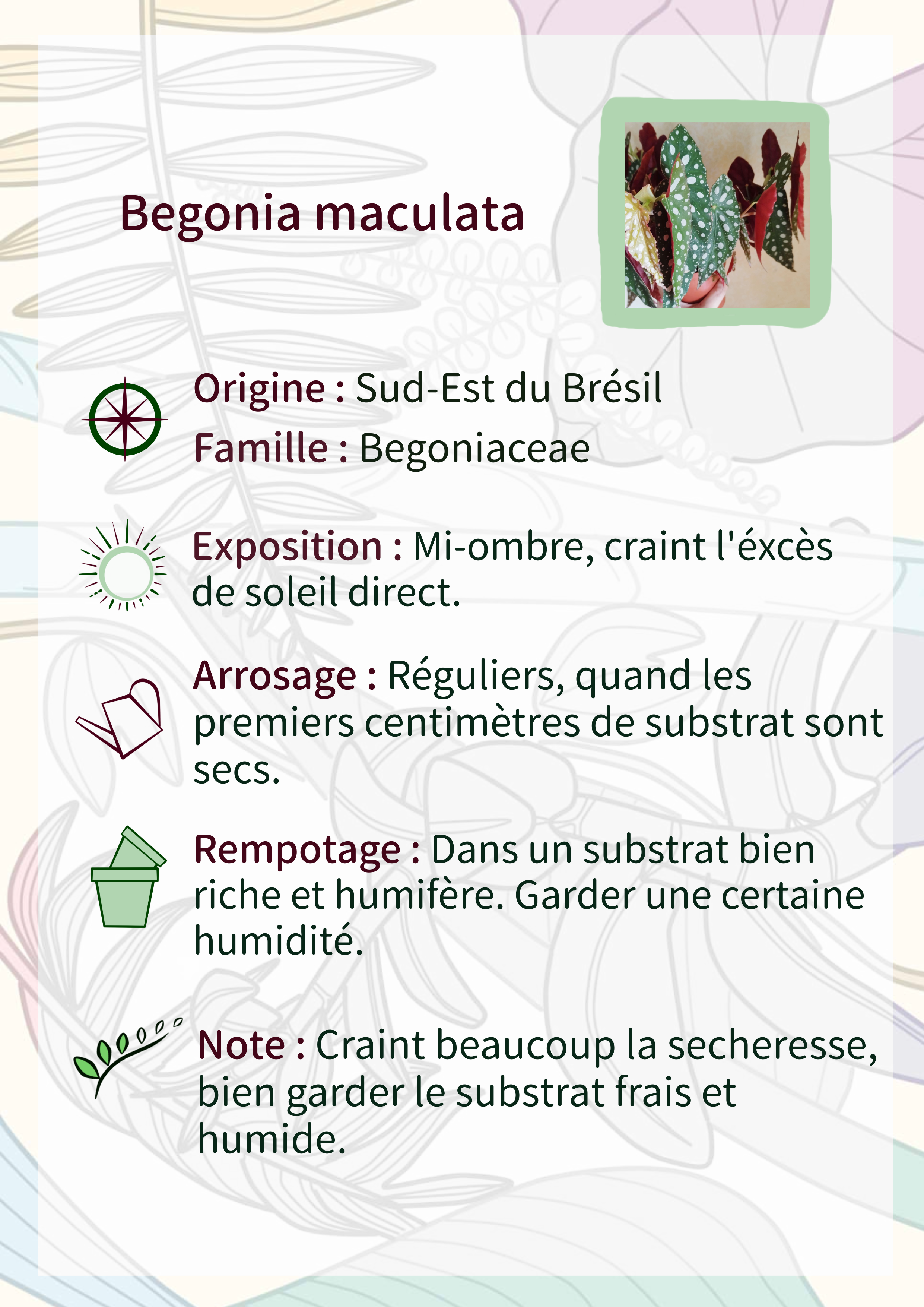 Begonia maculata -GRANDE TAILLE-