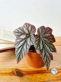 Begonia 'Pink Minx'