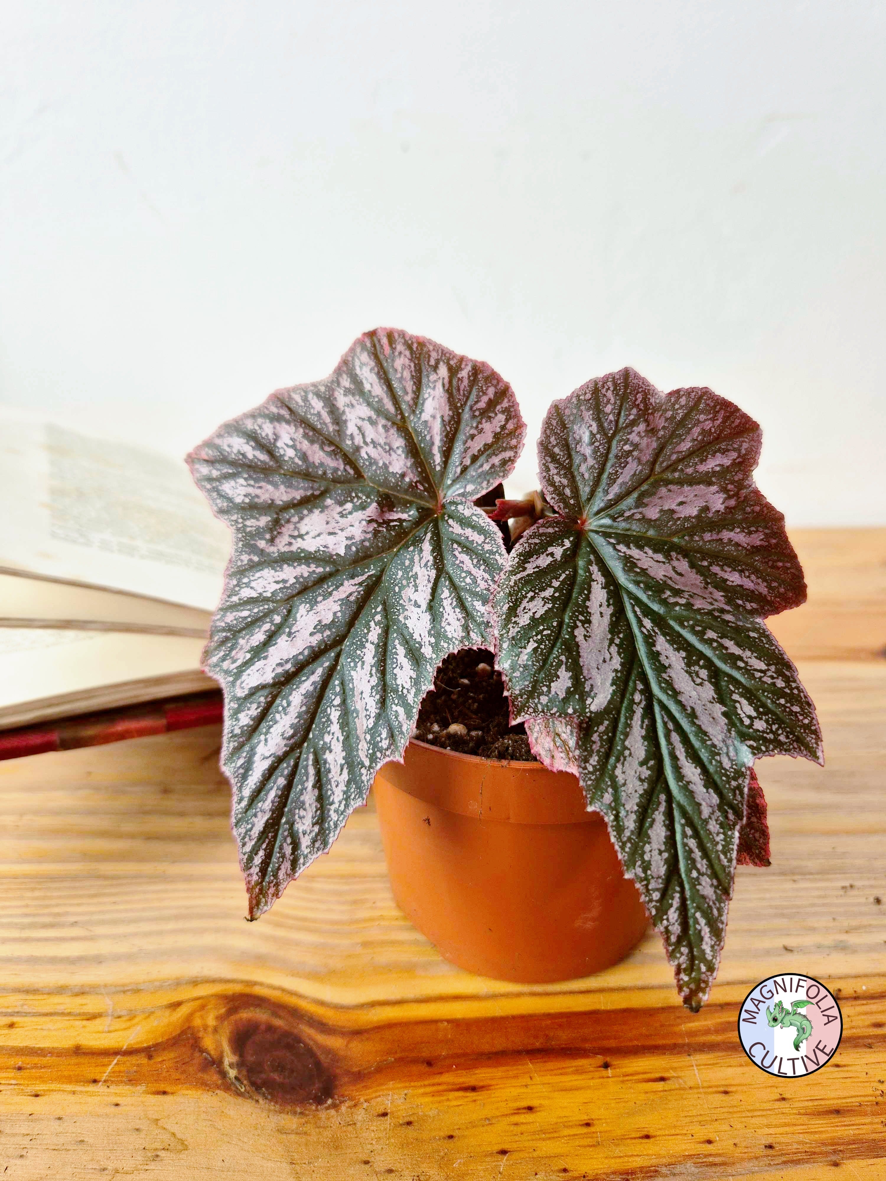 Begonia 'Pink Minx'