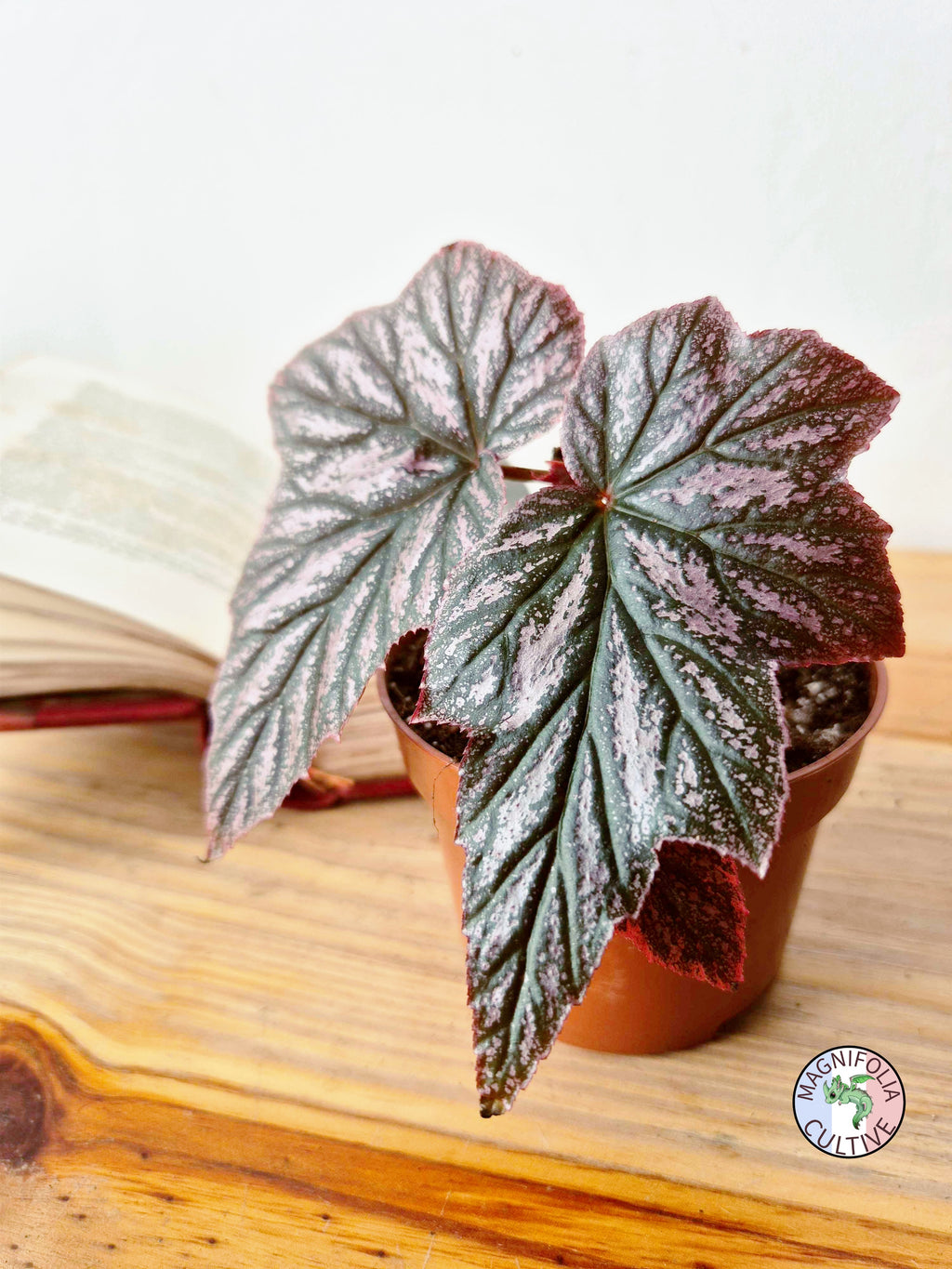 Begonia 'Pink Minx'