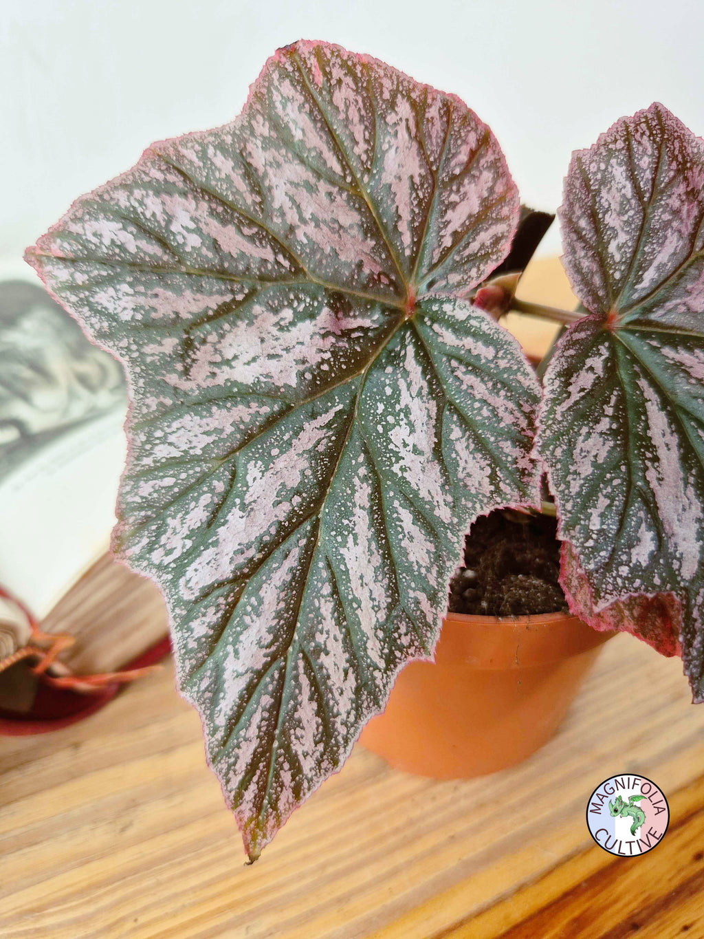 Begonia 'Pink Minx'