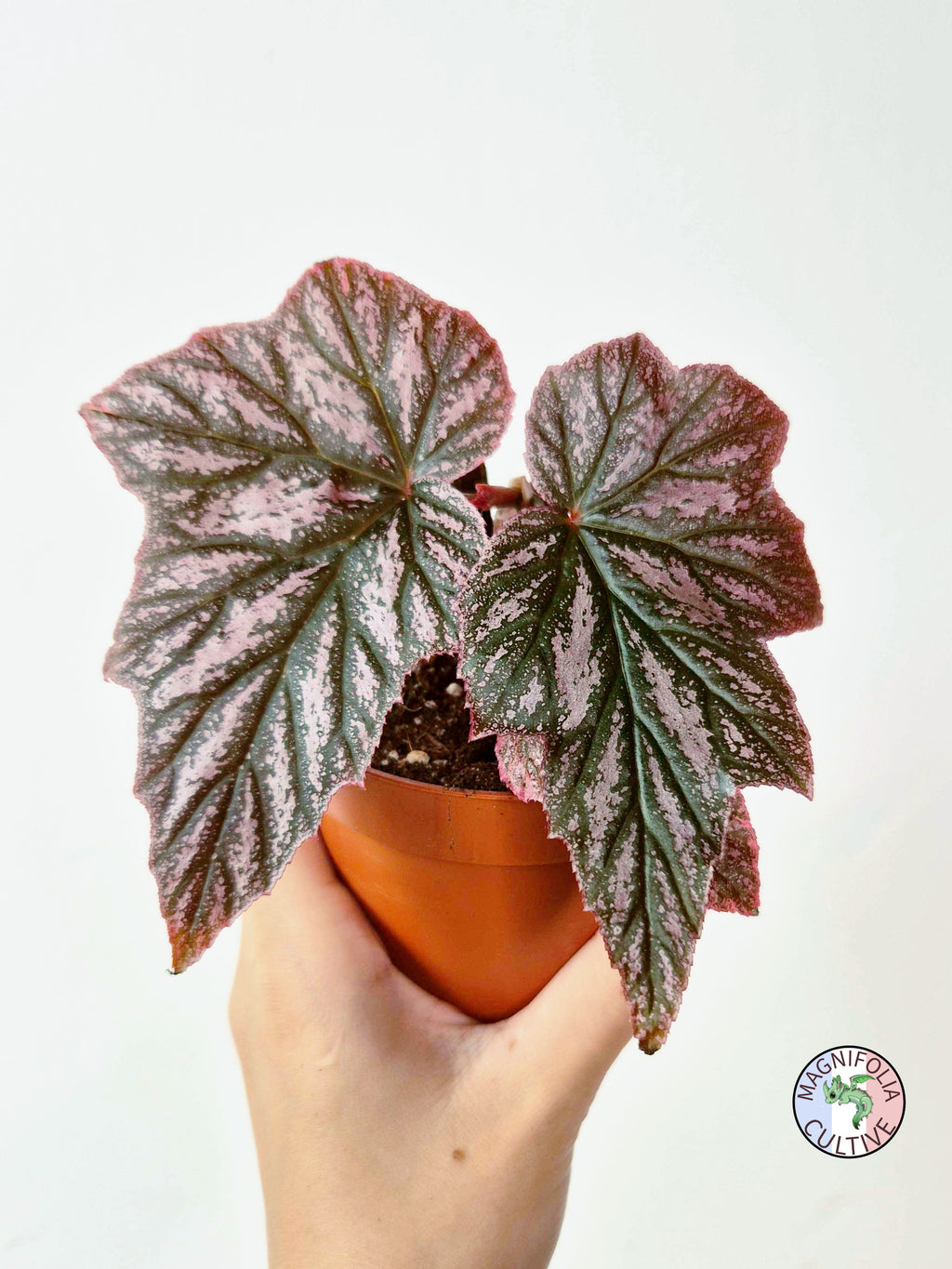 Begonia 'Pink Minx'