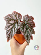 Begonia 'Pink Minx'