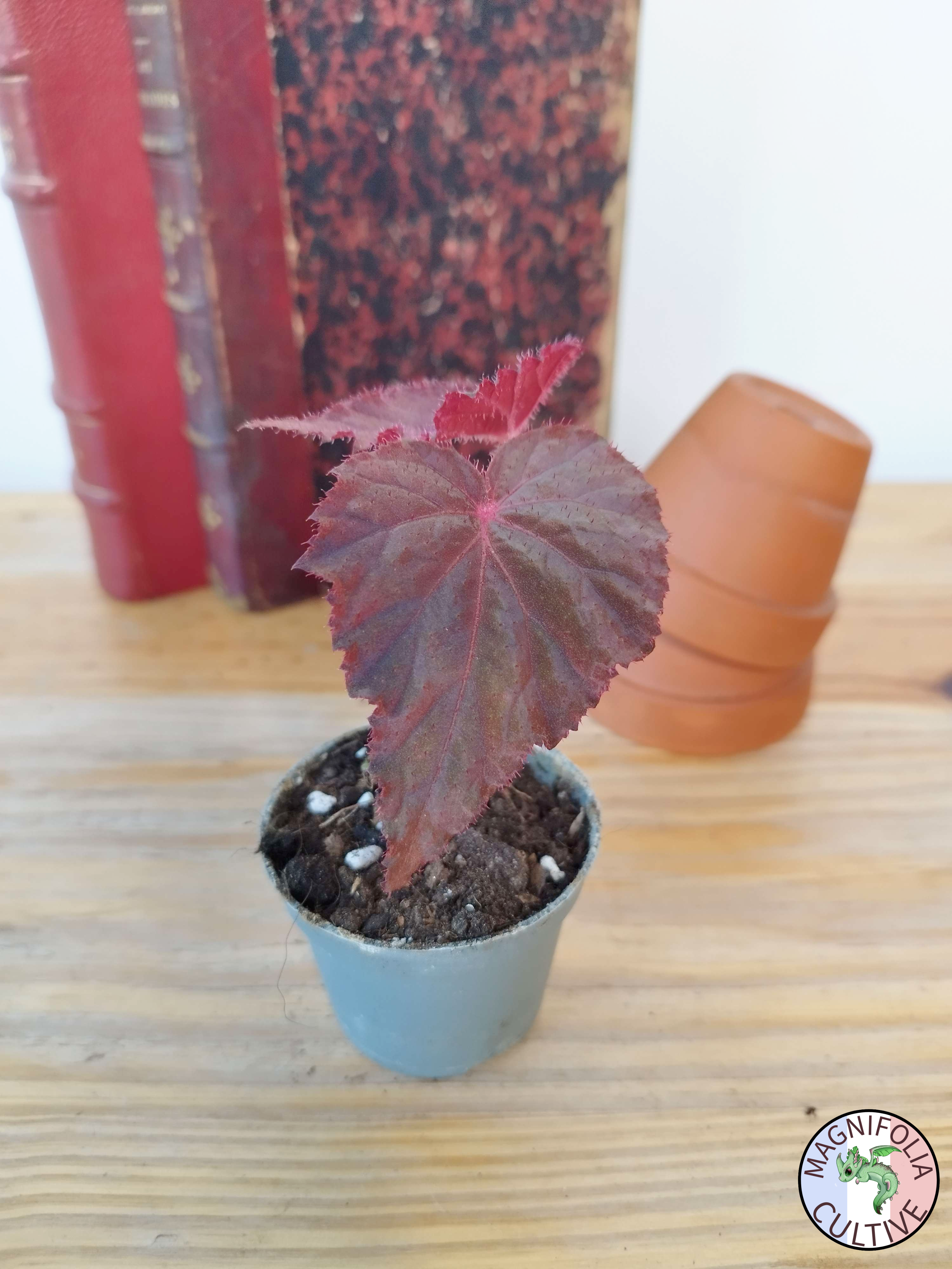Begonia taconite