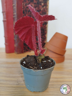 Begonia taconite
