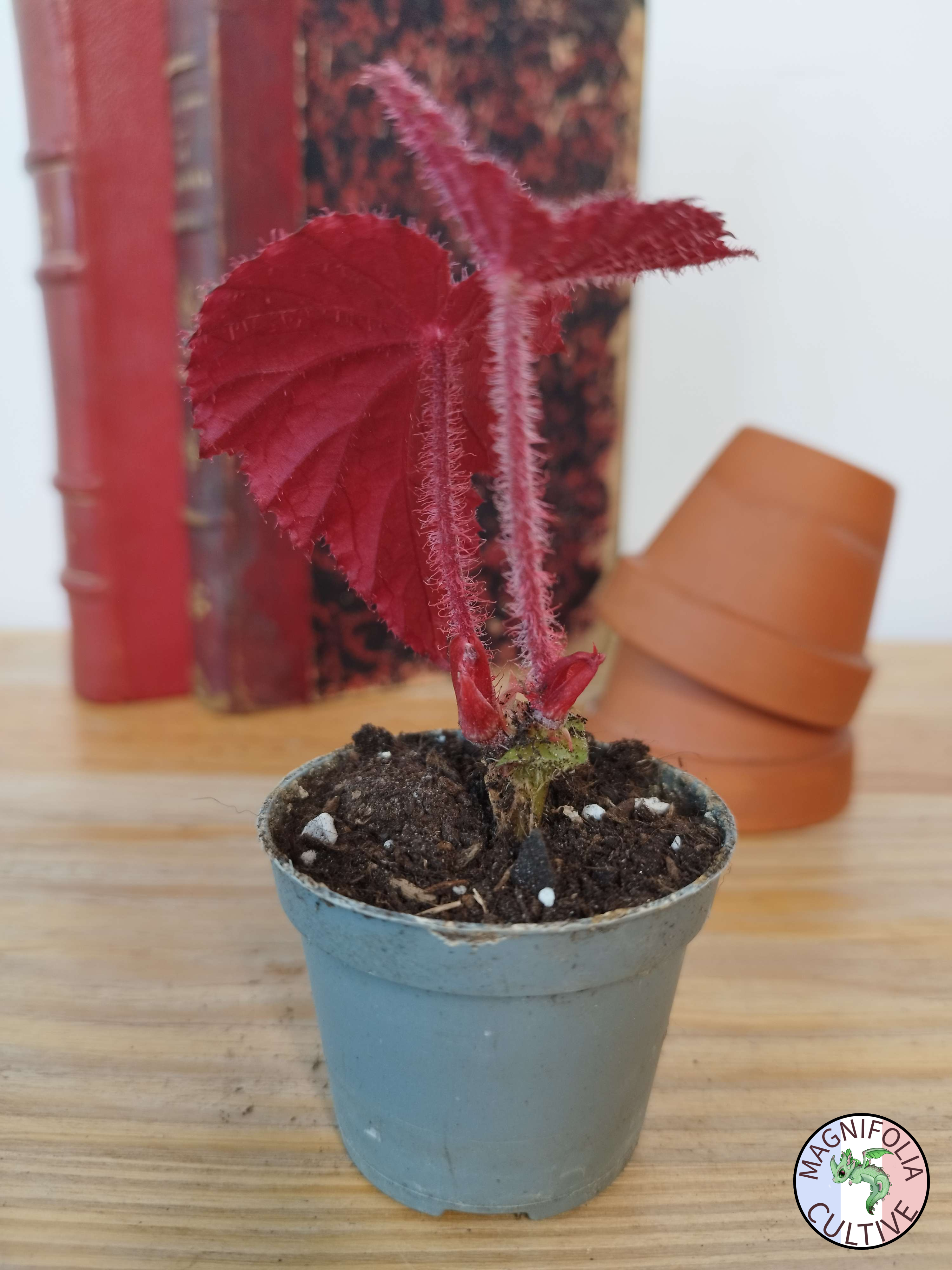 Begonia taconite