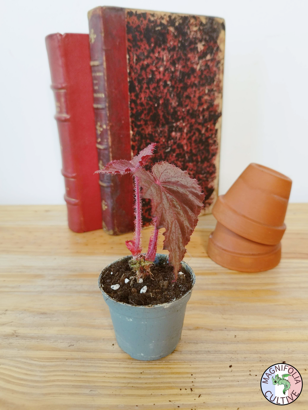 Begonia taconite