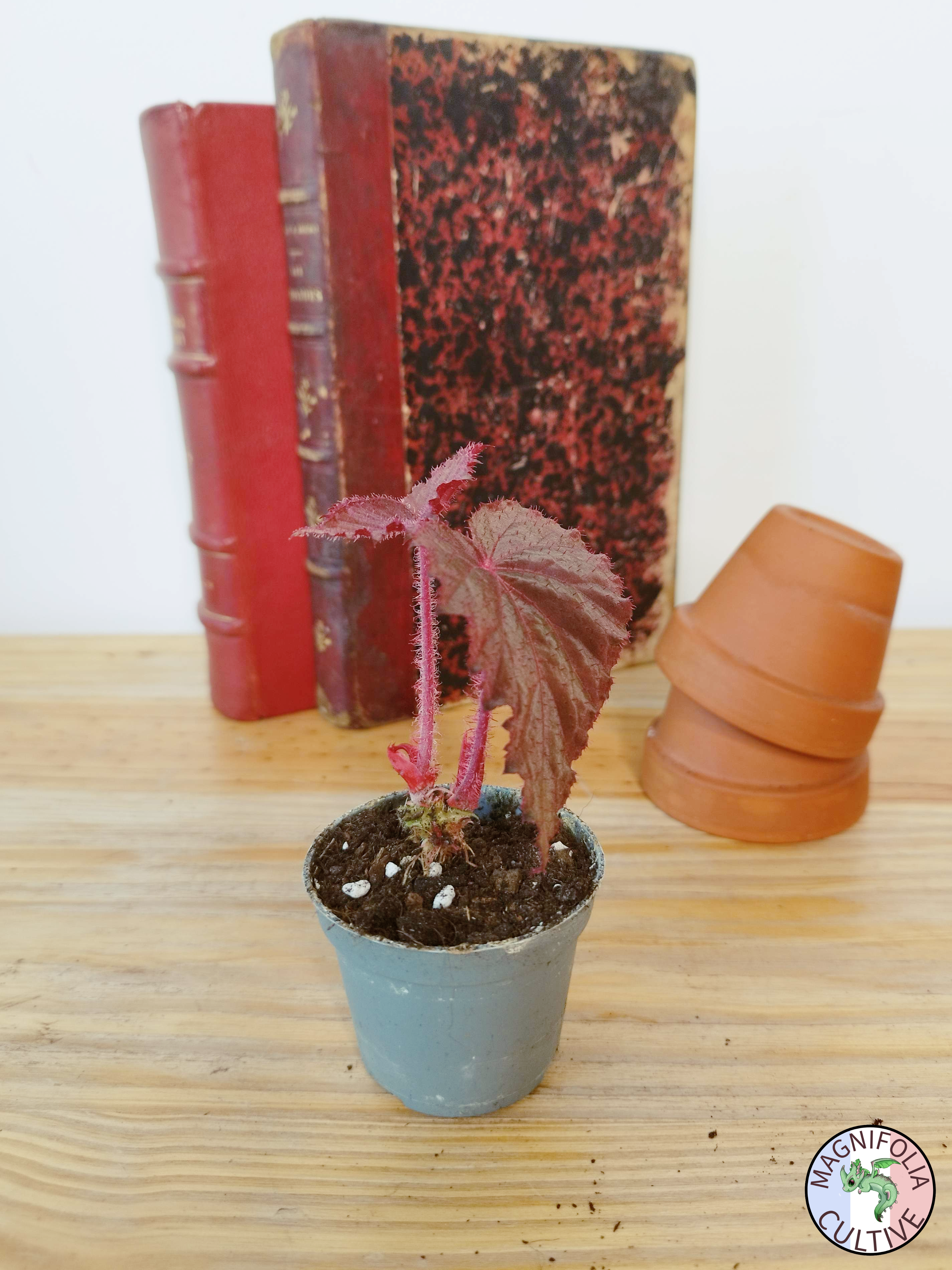 Begonia taconite