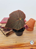 Begonia taconite