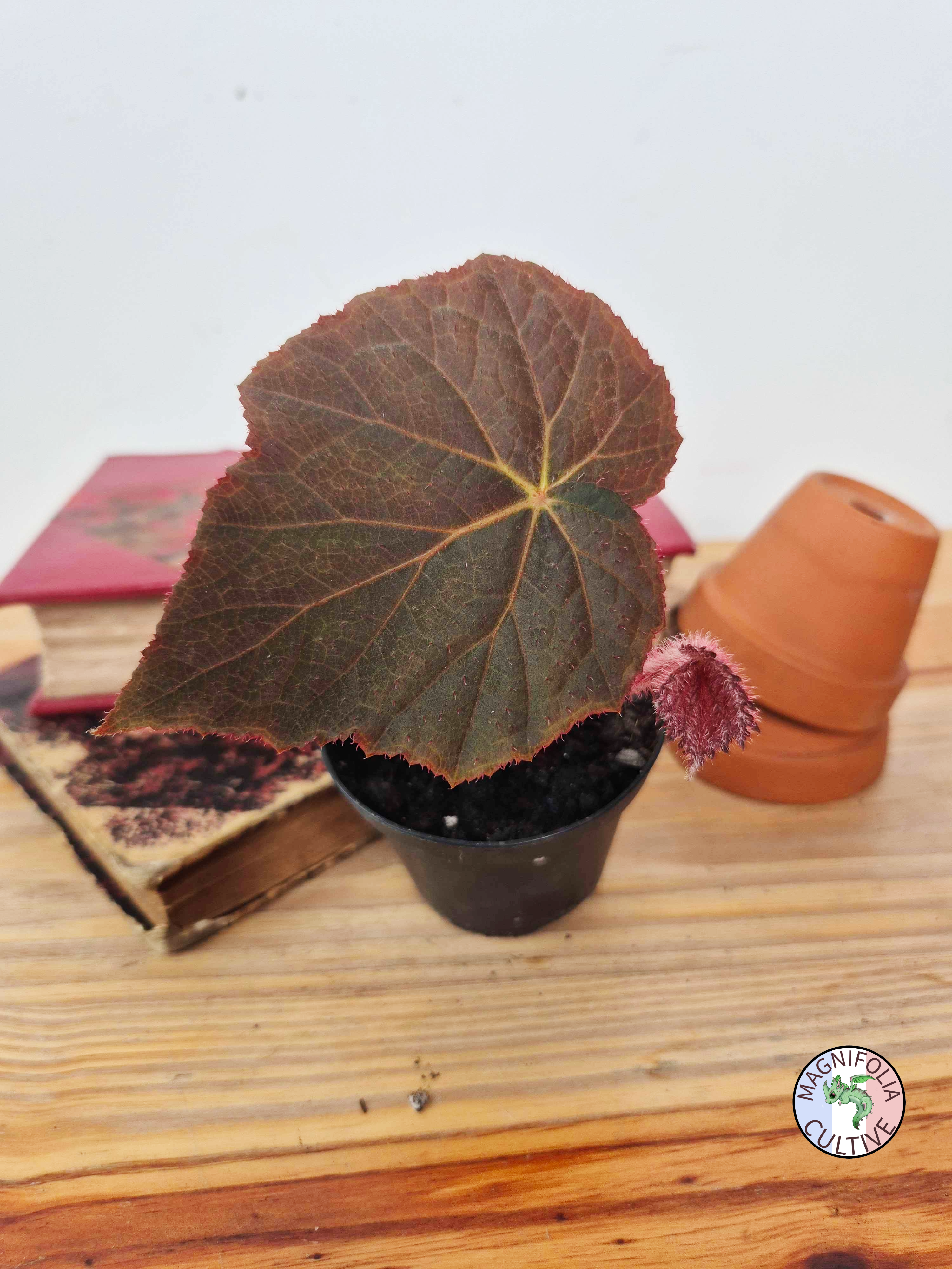 Begonia taconite