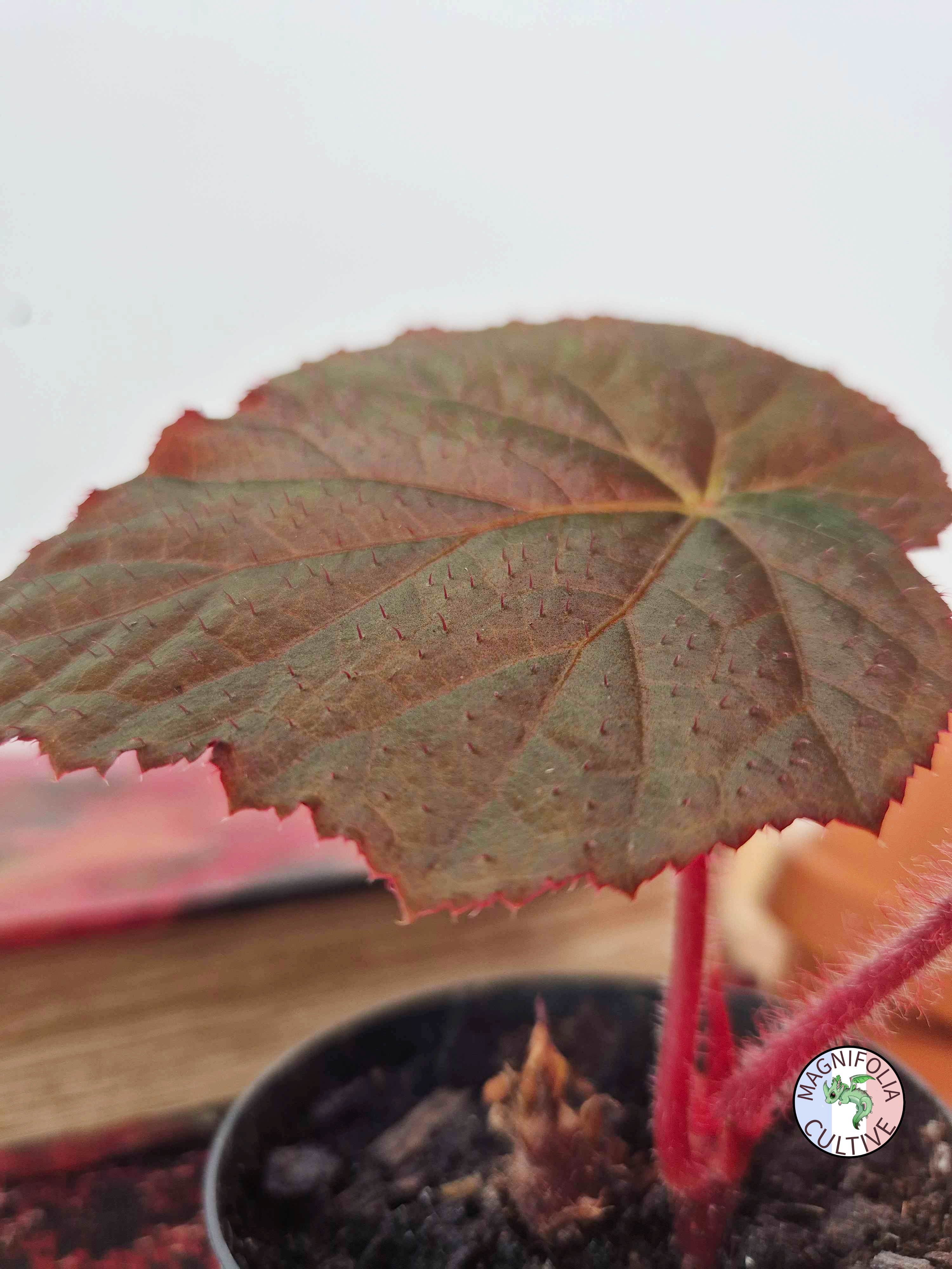 Begonia taconite