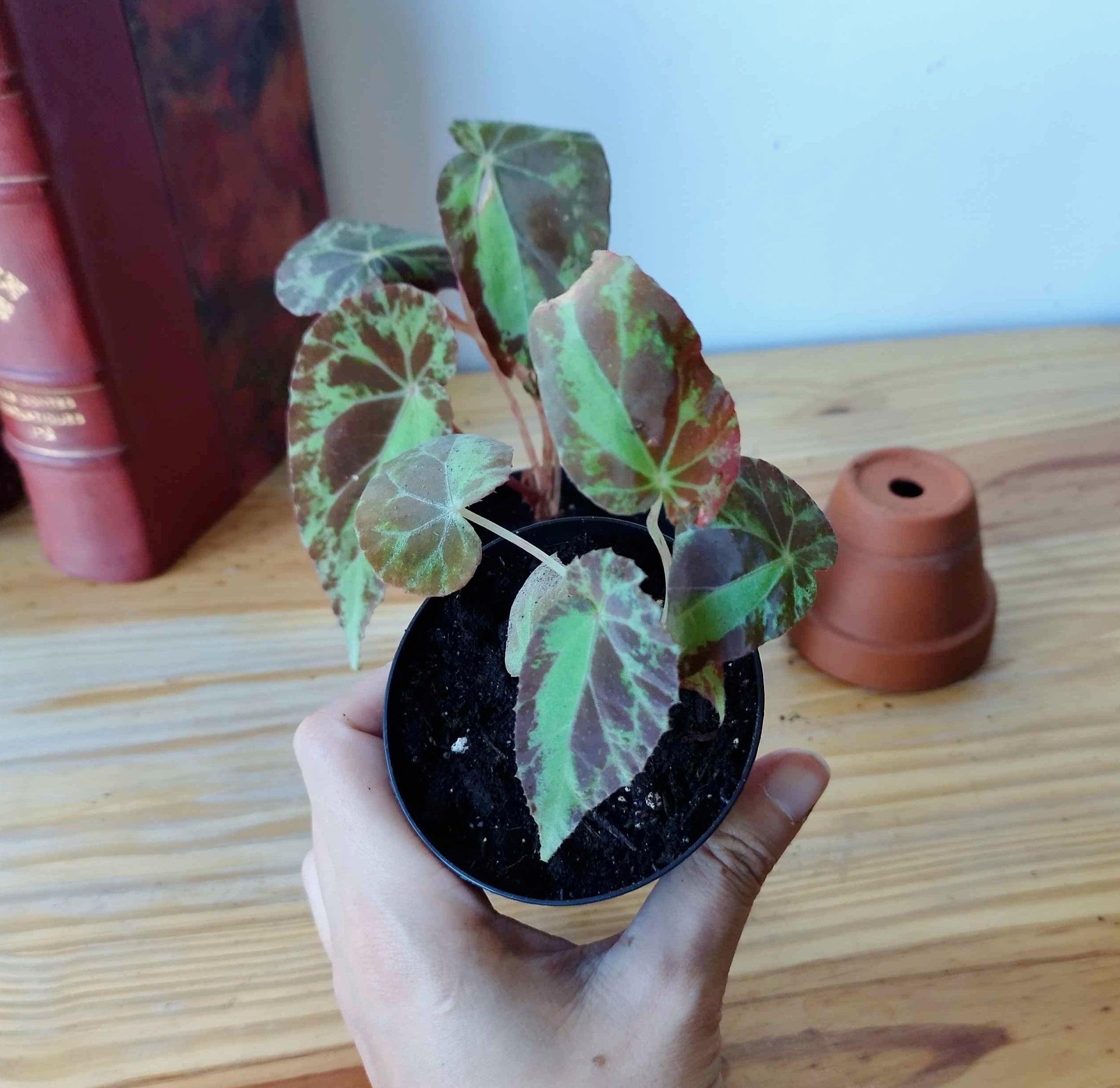 Bégonia burkilii