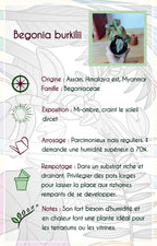 Bégonia burkilii