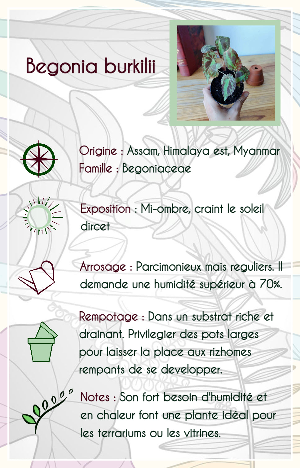 Bégonia burkilii