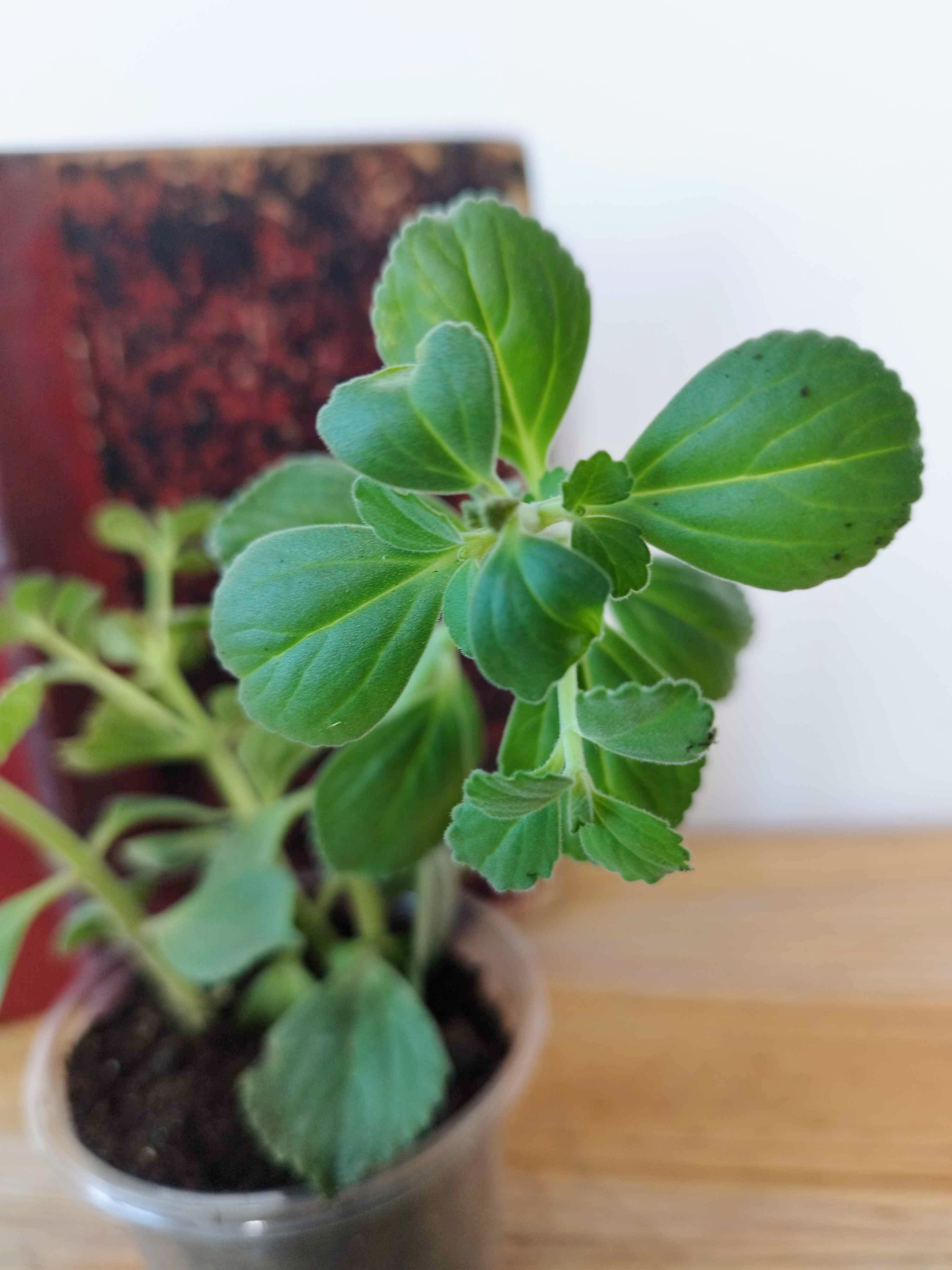Coleus amboinicus