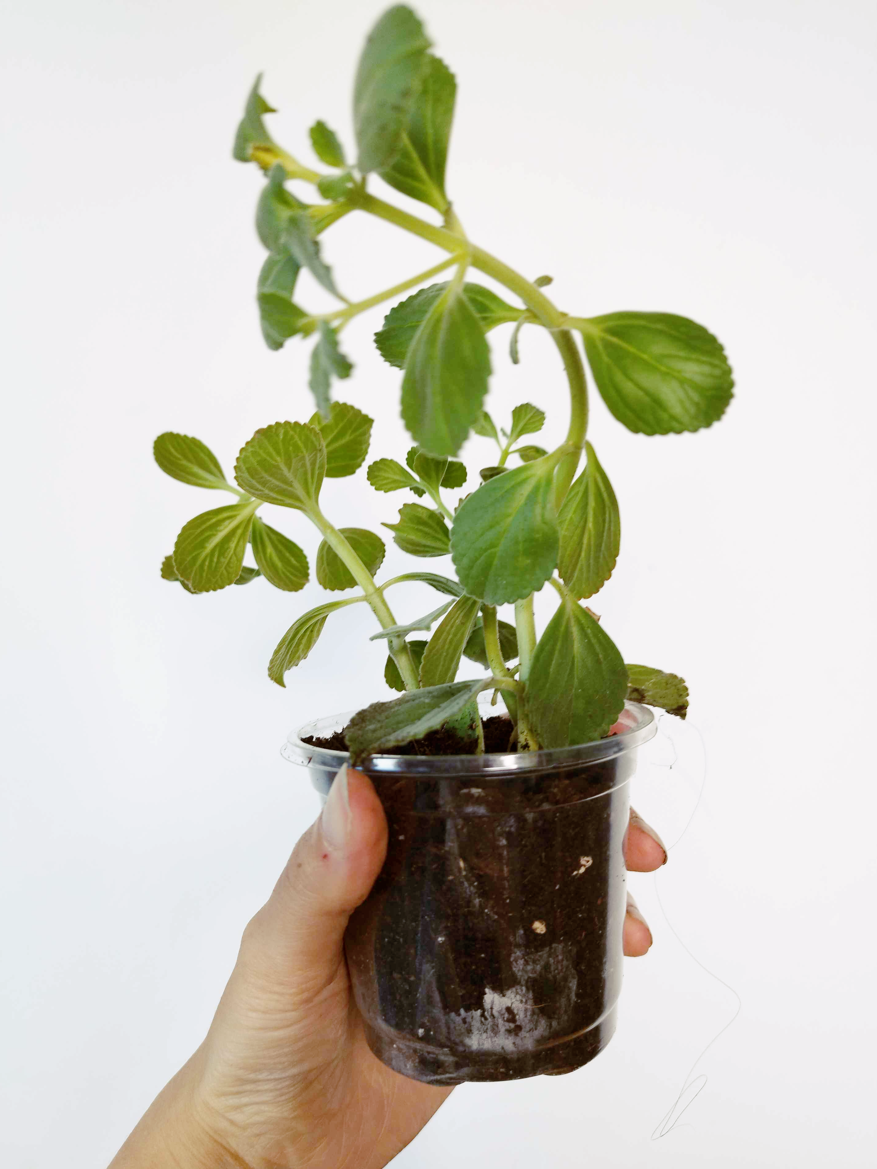 Coleus amboinicus
