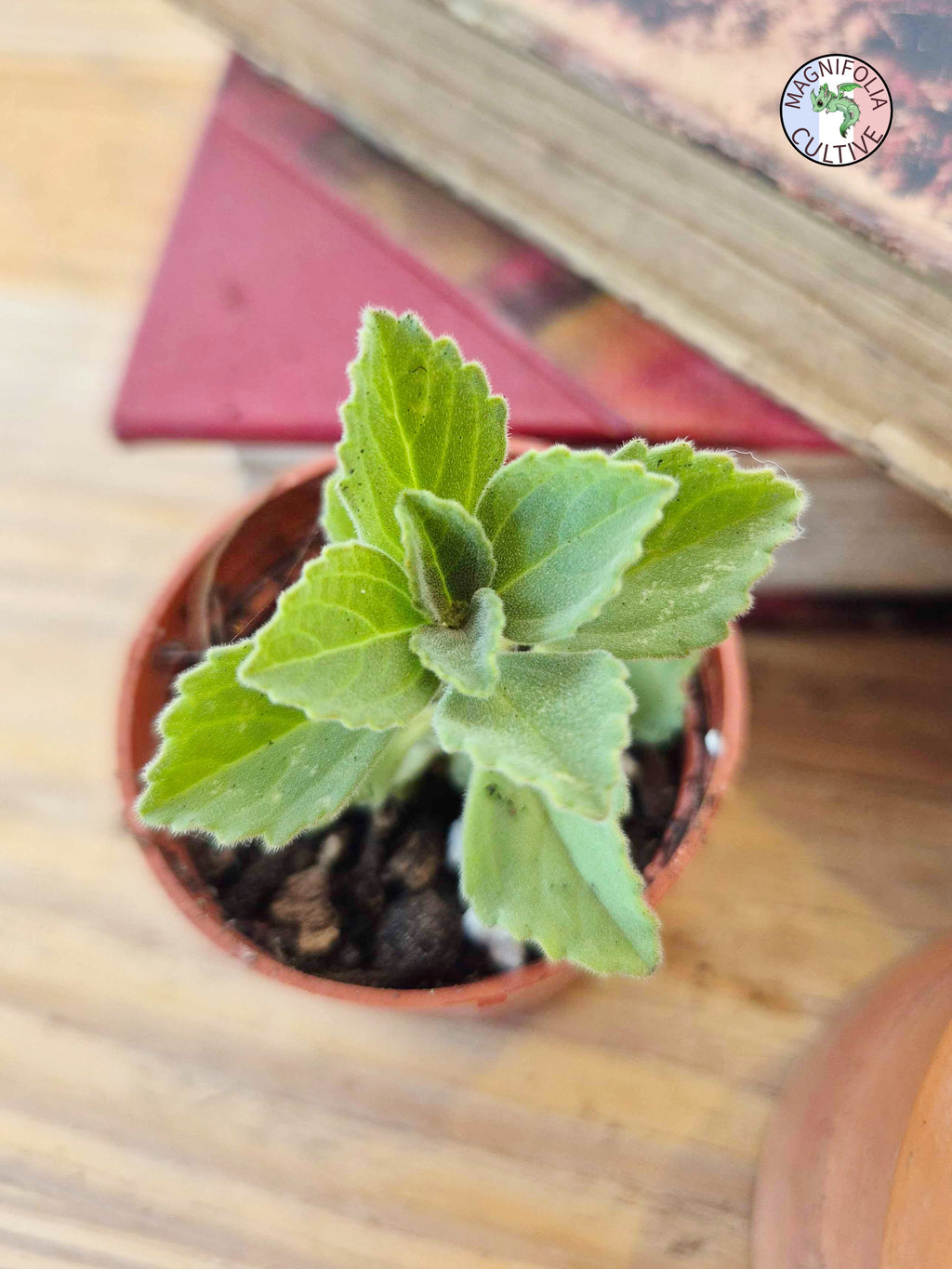 Coleus amboinicus
