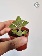 Coleus amboinicus