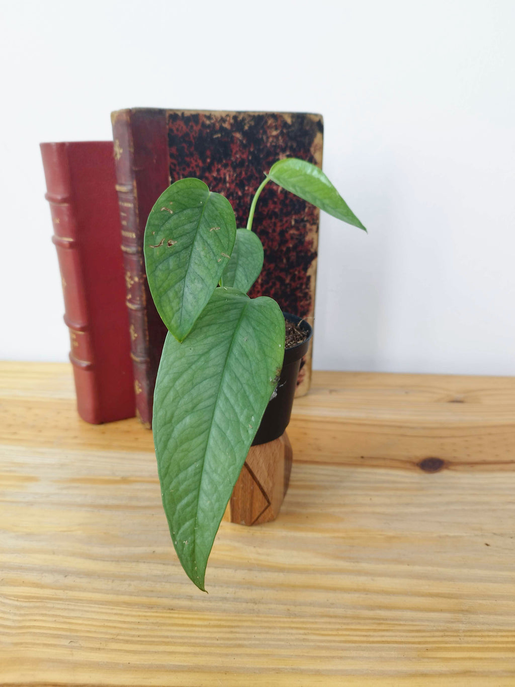 Epipremnum pinnatum 'Cebu Blue'