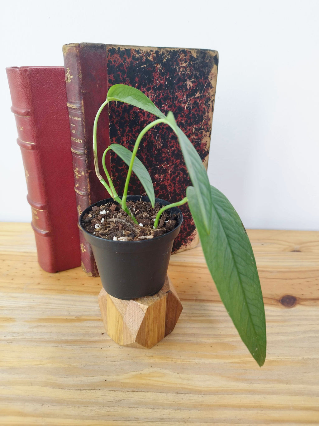 Epipremnum pinnatum 'Cebu Blue'
