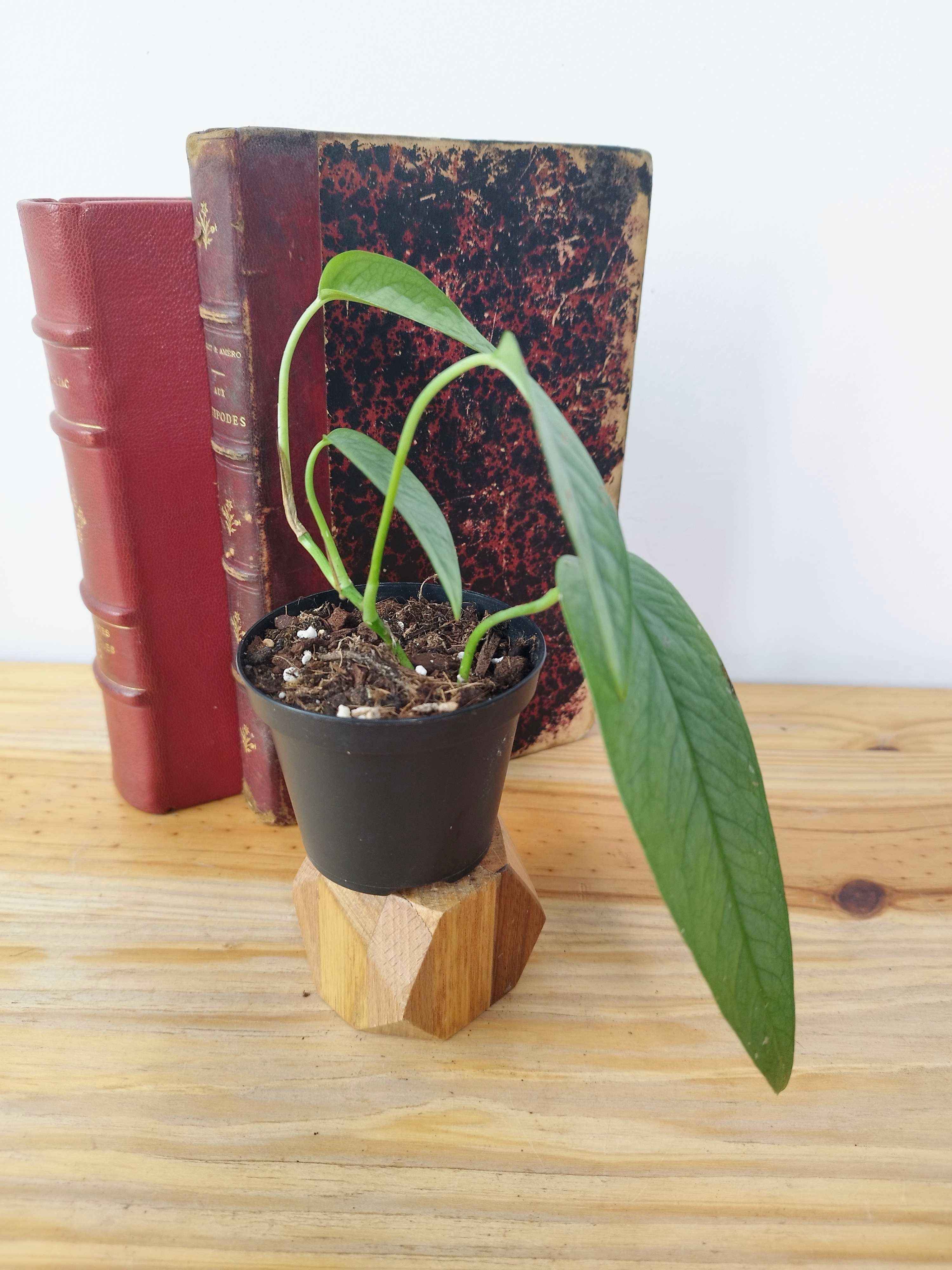 Epipremnum pinnatum 'Cebu Blue'