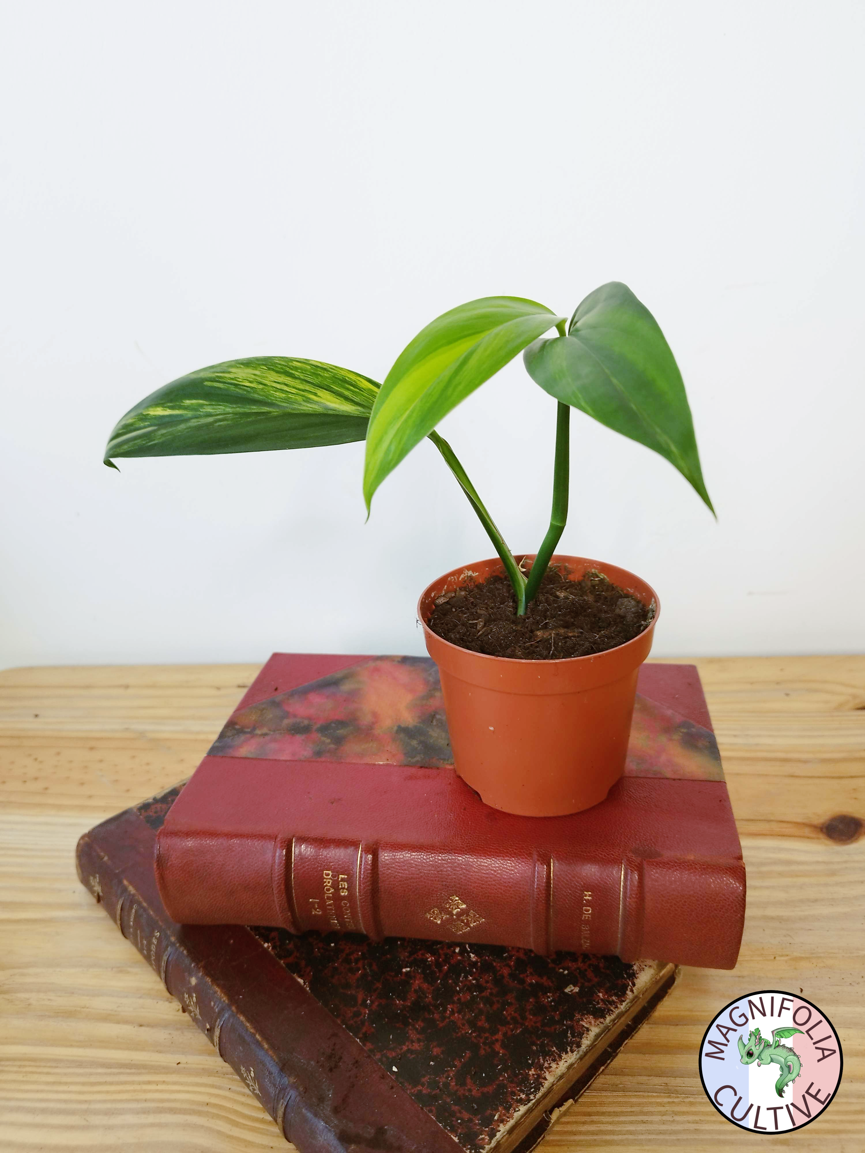 Epipremnum amplissimum Variegata