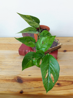 Epipremnum pinnatum Mint
