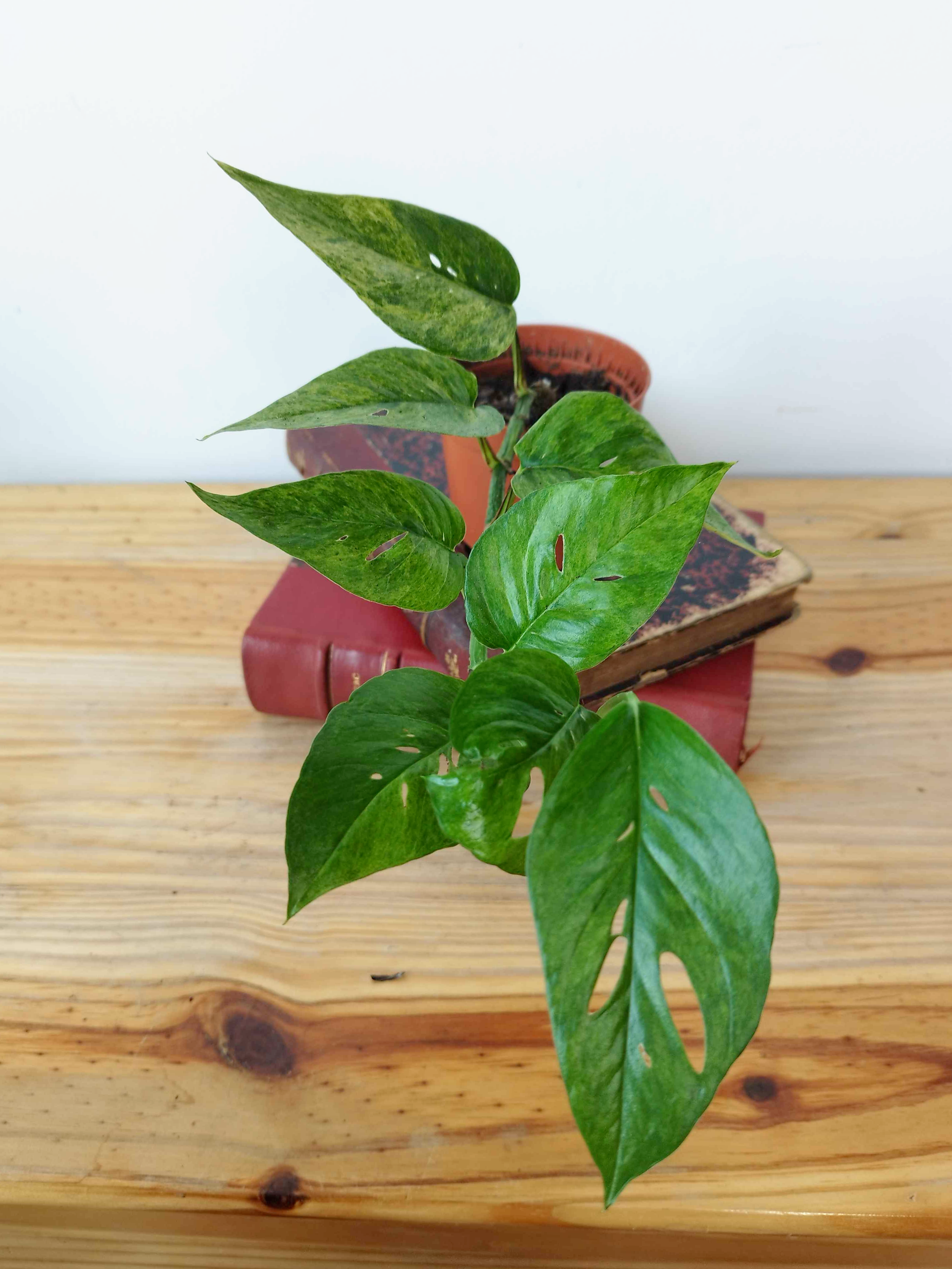 Epipremnum pinnatum Mint