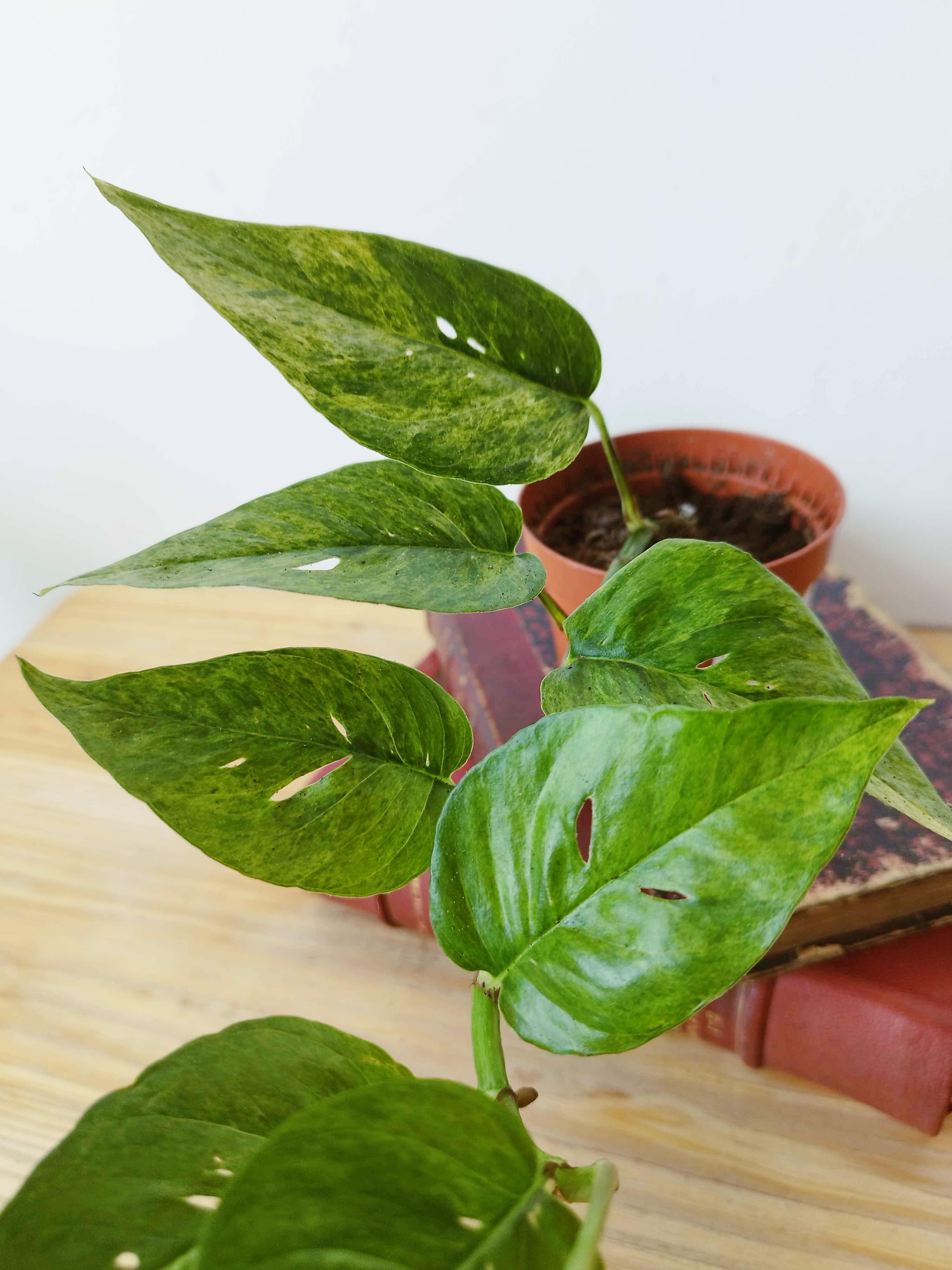 Epipremnum pinnatum Mint
